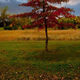 Illustration for article titled Shooting Challenge Fall Leaves Gallery 10